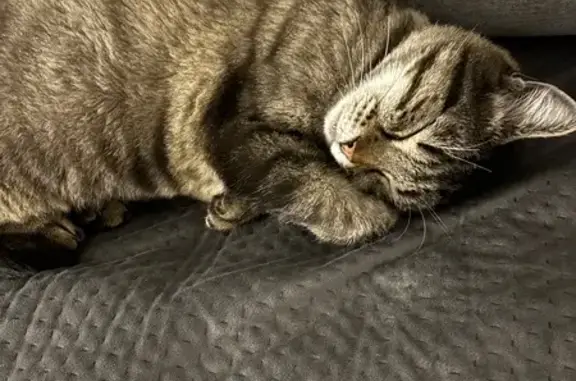 Chat tigré sociable perdu à Châteaubriant - photo