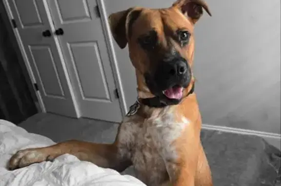Lost Boxer Mix: Brown & White in Georgia