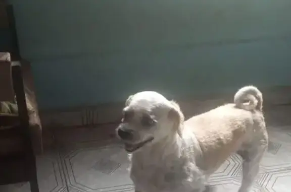 Cachorro perdido Macho (brl002120) - photo