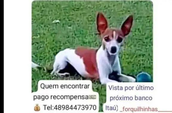 cachorro desaparecida