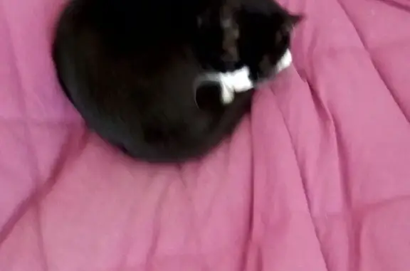 Chat perdu, , photo: Chat perdu : noir et blanc, nez rose, craintif