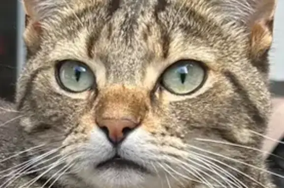 Lost pets , photo: Help Find Otty: Shy Cat Lost in Hobsons Bay