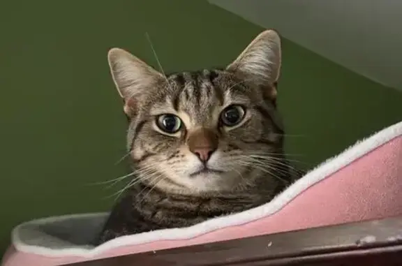 Lost pets Hobsons Bay, photo: Lost Tabby Cat: Green Eyes, Shy & Curious