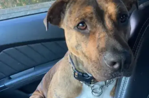 Missing dog Rincon, photo: Lost Brindle Dog on Crosswinds Drive