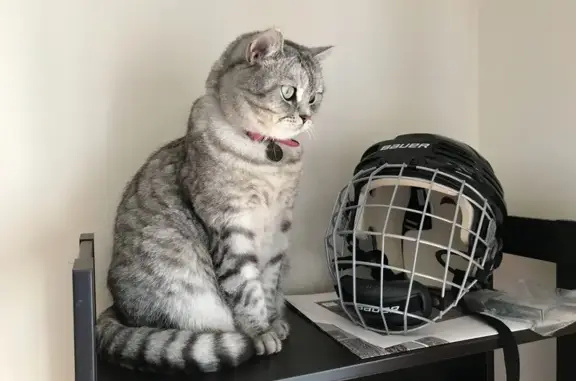 Lost cat, Des Plaines