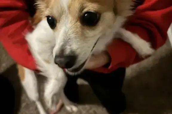 Help Find Our Lost Chihuahua from Killeen!