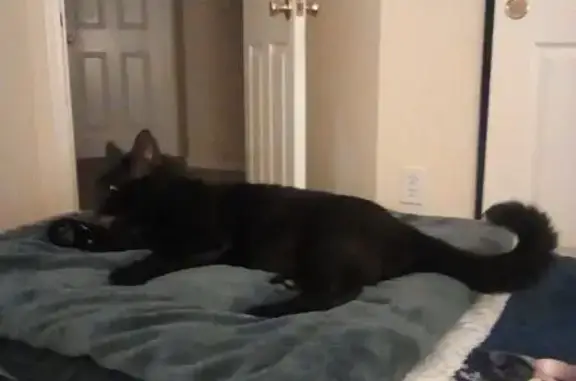 Lost Black Cat: Fluffy in Antioch 2605
