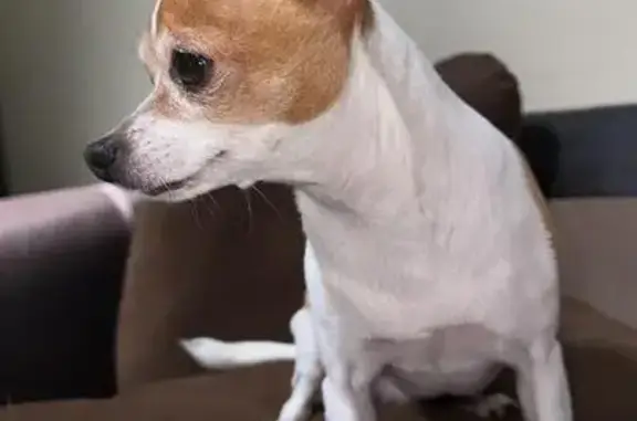 Lost Dog: White & Brown in Coconut Creek