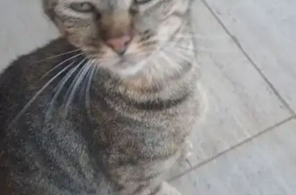 Found cat Pretoria, photo: Friendly Female Tortoise Tabby Found