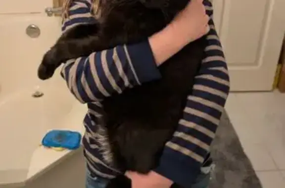 Missing cat Birmingham, photo: Help Find Sam: 18-Year-Old Black Cat