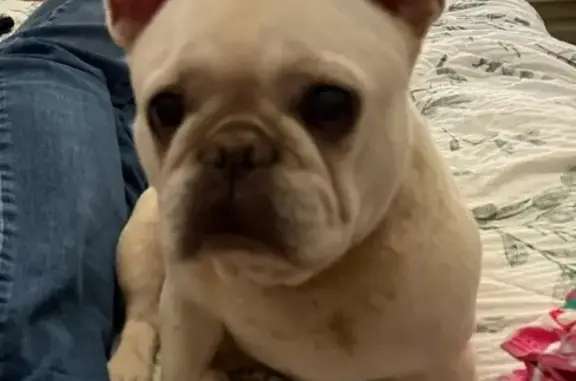 Lost Cream French Bulldog in Blacktown