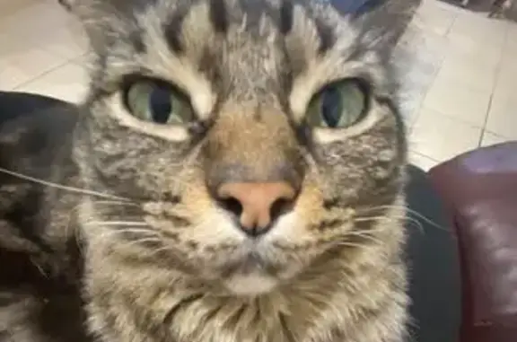 Friendly Cat Lost on Montague Rd, Salisbury