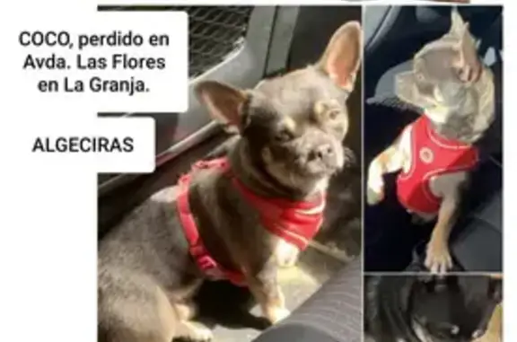 Perro encontrado en Algeciras: Coco sin arnés