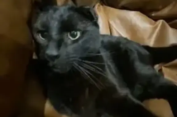 Lost Black Cat with Limp - Salisbury