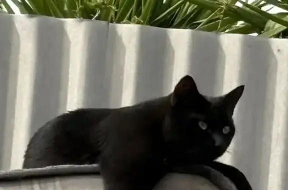 Help Find Meowscles: Lost Cat in Munno Para