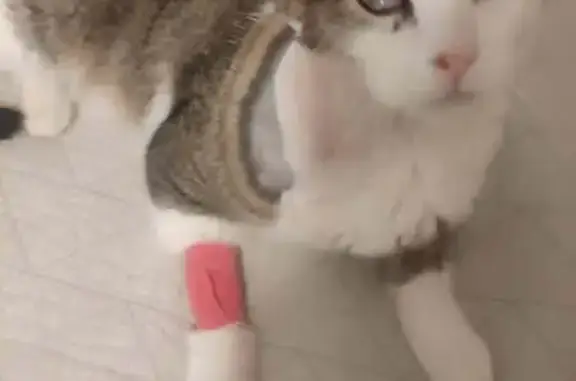 Chat européen gris-blanc perdu après opération - photo
