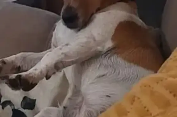Lost Jack Russell on Mercutio...