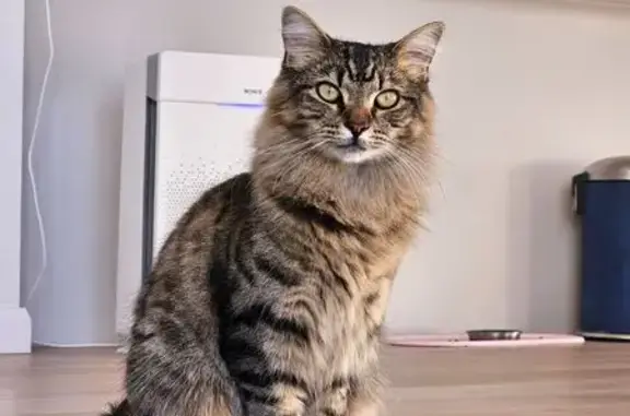 Lost: Brown Tabby Teddy in Parramatta