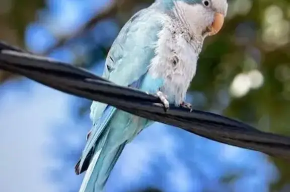 Lost Quaker Parrot on Cleland St, Bayside