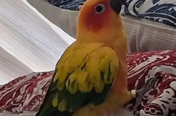 Lost: Vibrant Yellow Bird in V...
