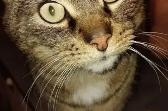 Animaux trouvés , photo: Chat errant câlin en Provence-Alpes-Côte d'Azur