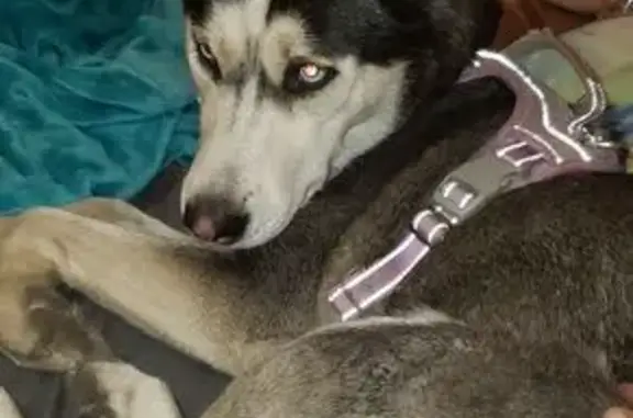 Lost Siberian Husky: Blue-Eyed Beauty Missing