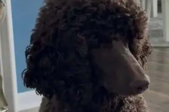 Lost Brown Poodle on South Kitley Ave - photo