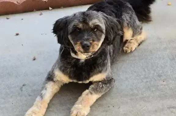 Help Find Daisy: Lost Schnoodle Alert!