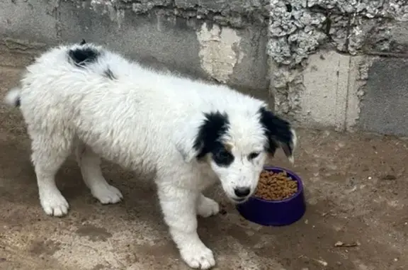 Perros perdidos, Nuevo Laredo, foto: Perro Perdido en Los Fresnos: Blanca con Manchas