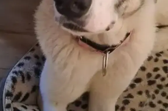 Perros perdidos, Sant Adria de Besos, foto: ¡Ayuda! Mastina Perdida en Sant Adrià