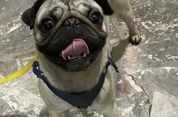 Perros perdidos, , foto: ¡Se busca Pug macho perdido en Durango!