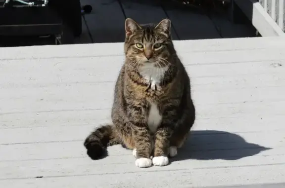 Found: Friendly Short-Haired Tabby Cat