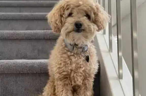 Missing dog , photo: Lost Toy Poodle: Cream Coat, Binda St