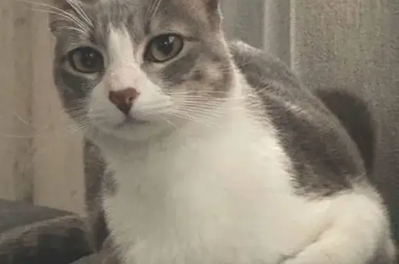 Búsqueda de mascotas, foto: Gatita Gris Perdida en Ciudad Neza