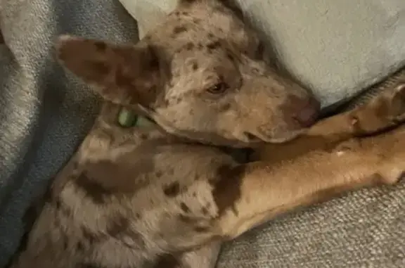 Lost Mini Aussie/Chihuahua on Sunrise Ln