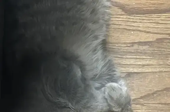 Lost Cat: Grey, Raccoon Tail - Union St - photo