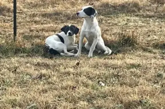 Found: 2 Sweet Young Dogs in Hartford - photo