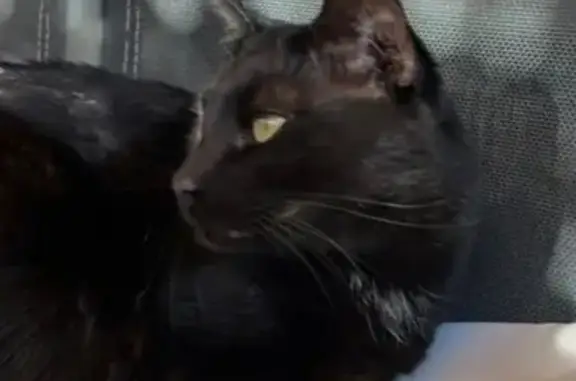 Gatos perdidos, Jerez de la Frontera, foto: ¡Ayuda! Gato Perdido en Jerez de la Frontera