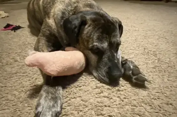 Missing dog , photo: Lost Brindle Bull Mastiff in NW 55th St