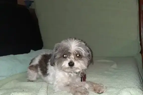 Missing dog Kerrville, photo: Lost Dog in Kerrville: Help Find Bella!