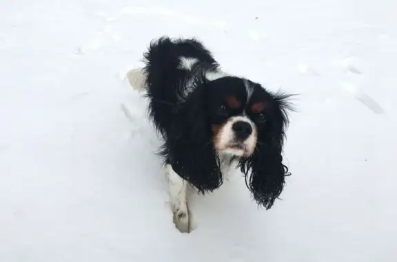 Lost Cavalier: Gizmo Missing in Chicago