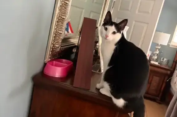 Lost Friendly Cat on Lake Boulevard