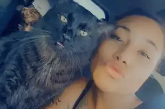 Lost pets Kansas City, photo: Lost Cat: Floofy on East 40th St