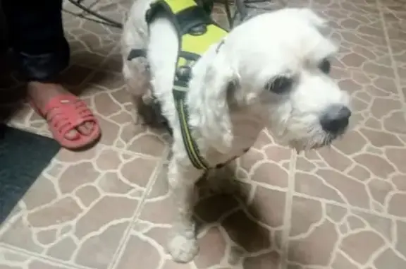 Perro encontrado Villahermosa, foto: Perro Mayor Sociable y Cariñoso en Loma 124