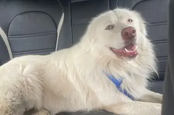 Found: Unique White Shepherd Mix in Aguanga