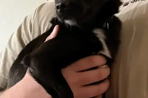 Lost and found pets Sacramento, photo: Sweet Black Chihuahua Mix Found in Sac