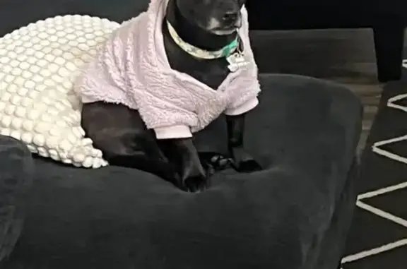 Lost Dog: Sweet, Scared, Needs Food