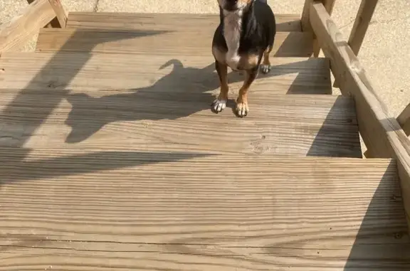 Lost Dog Stormi: Help Us Find Her!