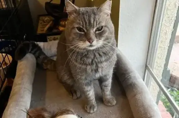 Found cat Phoenix, photo: Friendly Male Cat Found on W. Cactus Rd