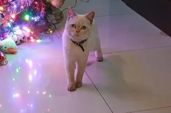 Gato Blanco con Collar en Cond...